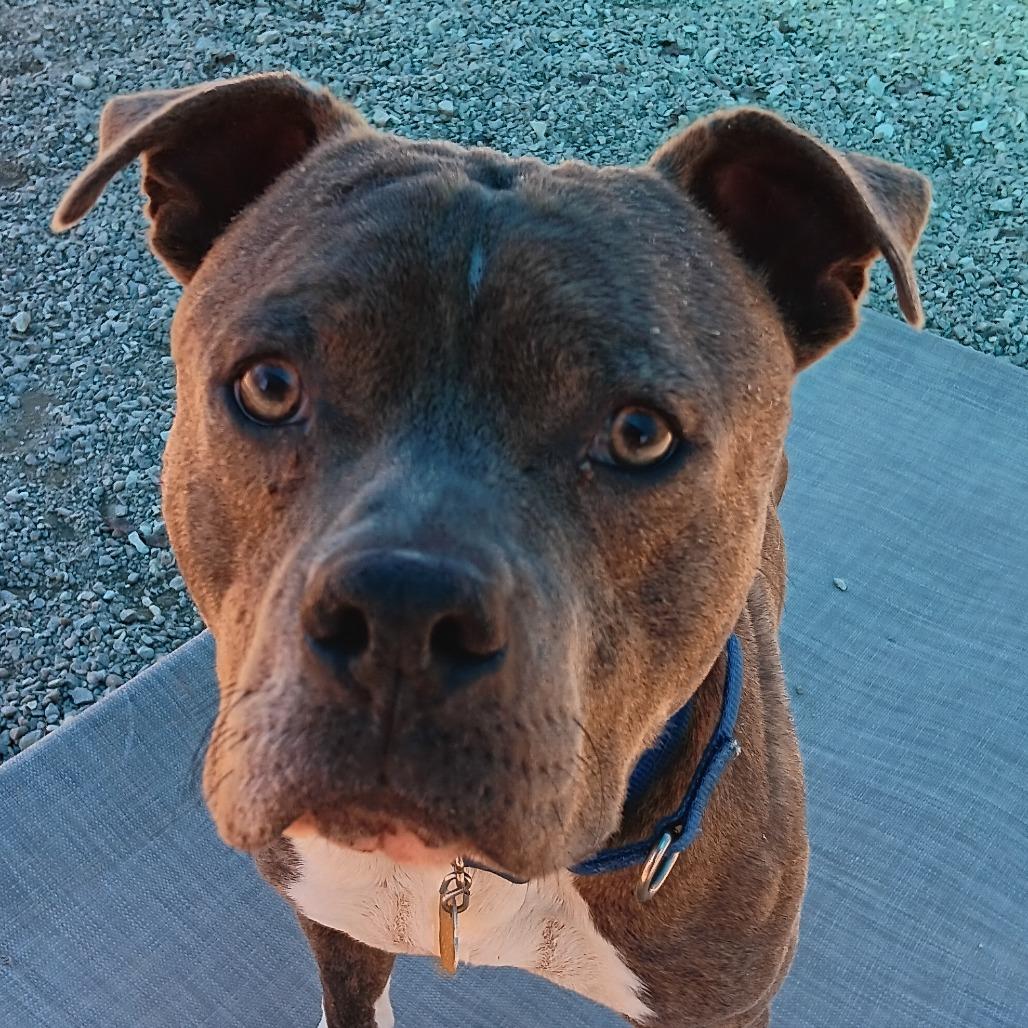 Enlarge Frank, a Adoptable Mixed Breed in Auburn, AL image 3/6