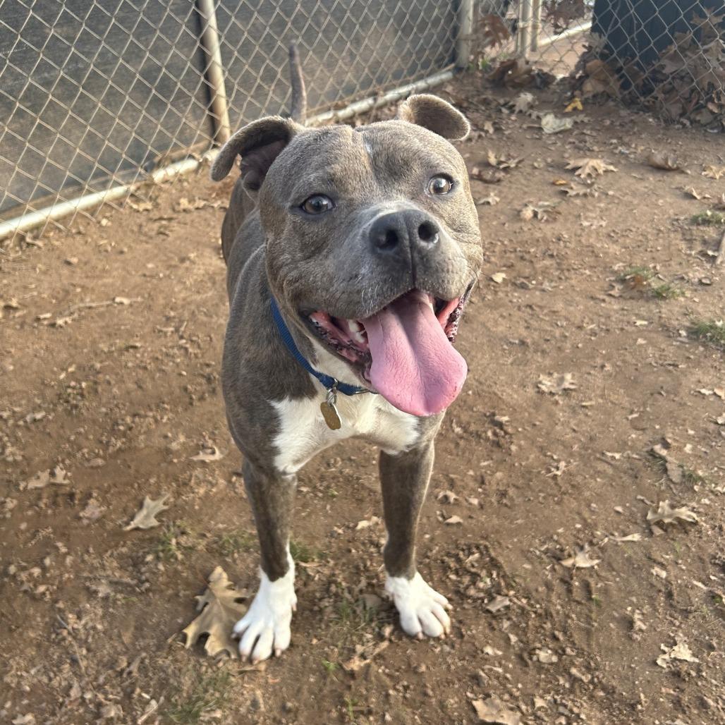 Enlarge Frank, a Adoptable Mixed Breed in Auburn, AL image 4/6