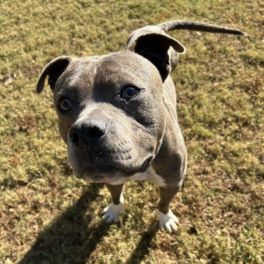 Enlarge Frank, a Adoptable Mixed Breed in Auburn, AL image 5/6