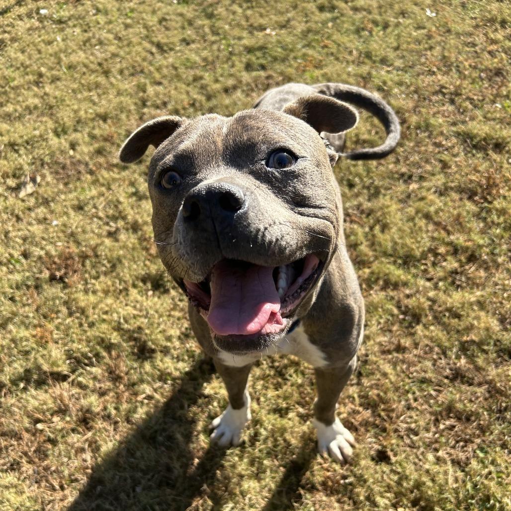 Enlarge Frank, a Adoptable Mixed Breed in Auburn, AL image 6/6