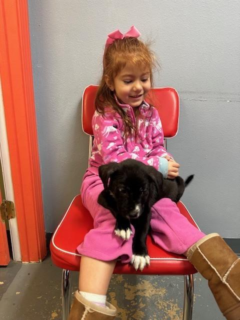 Enlarge Champ, a Adoptable mixed breed in Crescent City, FL image 1/6