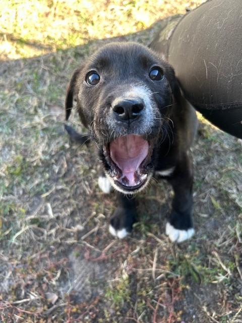 Enlarge Champ, a Adoptable mixed breed in Crescent City, FL image 2/6
