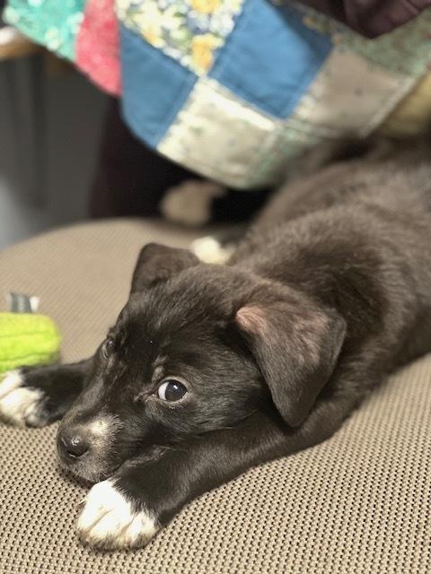 Enlarge Champ, a Adoptable mixed breed in Crescent City, FL image 4/6