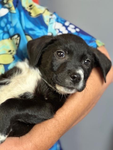 Enlarge Champ, a Adoptable mixed breed in Crescent City, FL image 5/6