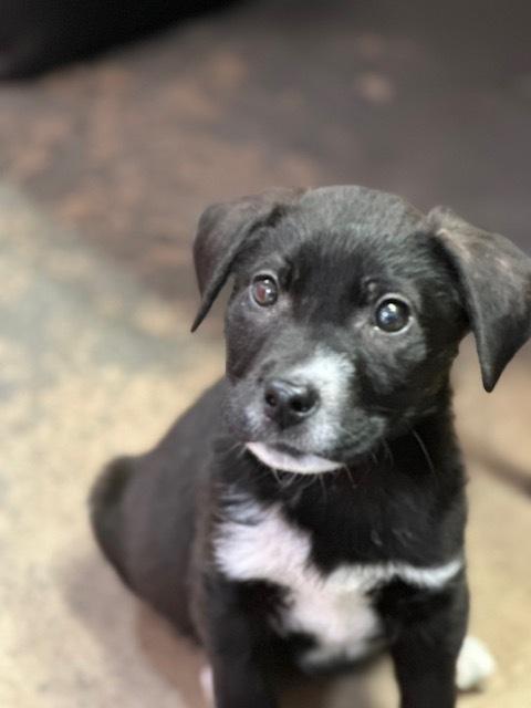 Enlarge Champ, a Adoptable mixed breed in Crescent City, FL image 6/6