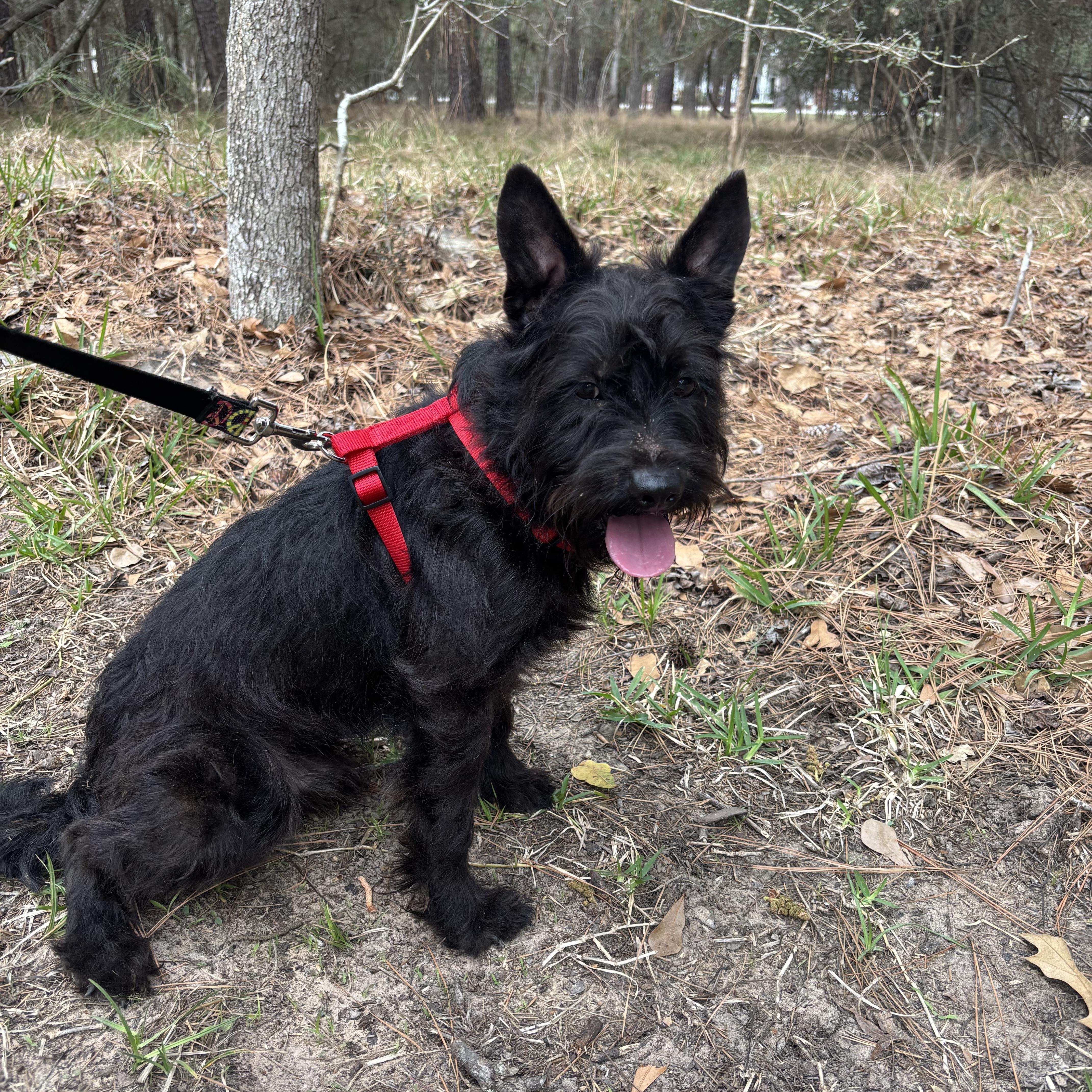Griffin, Adoptable, Young Male Scottish Terrier & Schnauzer.