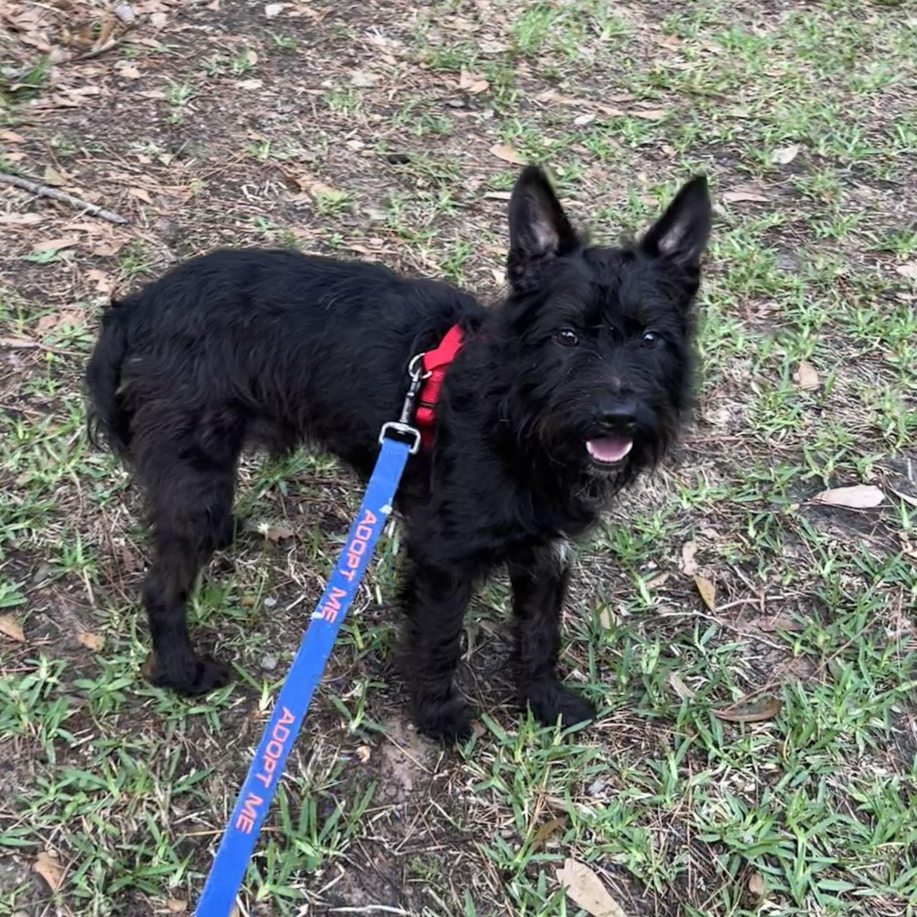 Enlarge Griffin, a Adoptable mixed breed in Spring, TX image 3/3