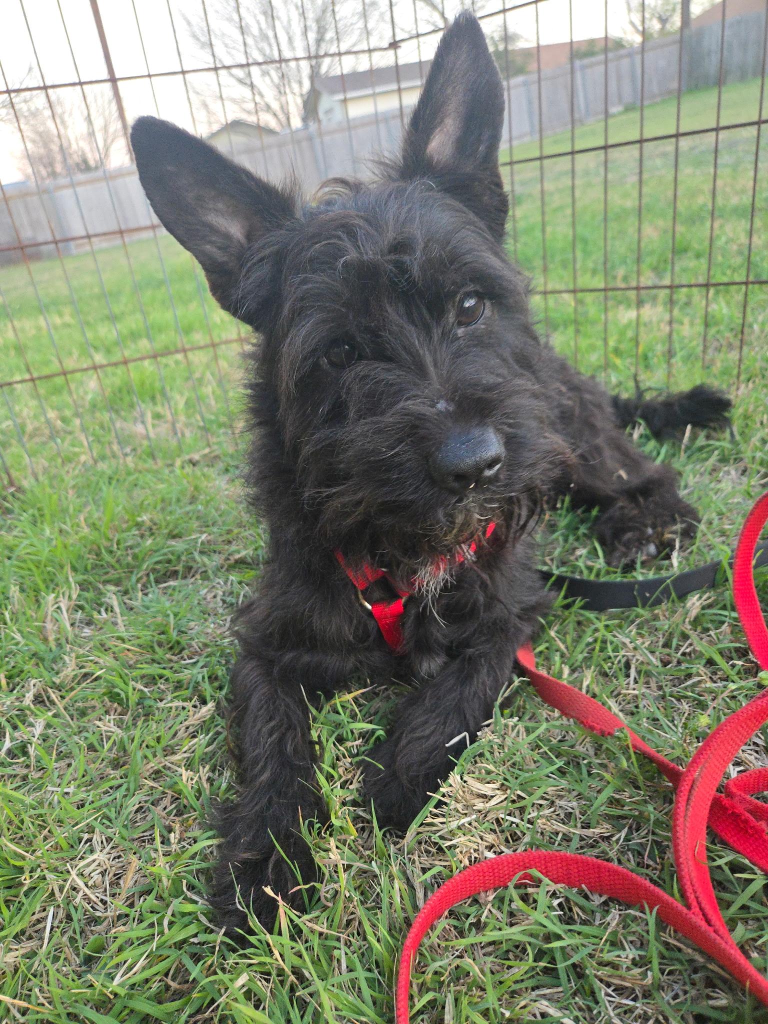 Enlarge Griffin, a Adoptable mixed breed in Spring, TX image 2/3