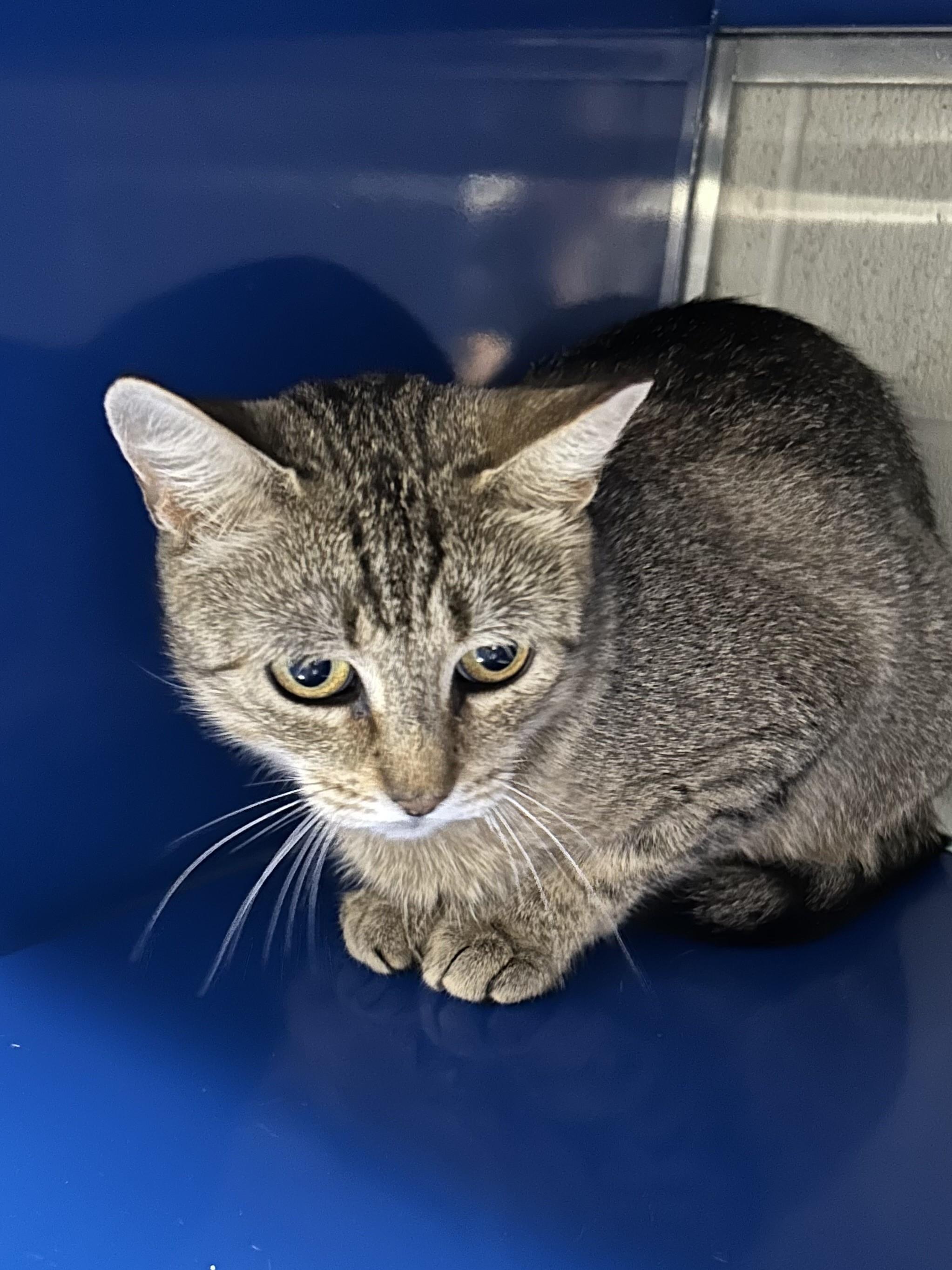 Enlarge Tania, a ADOPTABLE Domestic Short Hair in Caledon, ON image 1/1