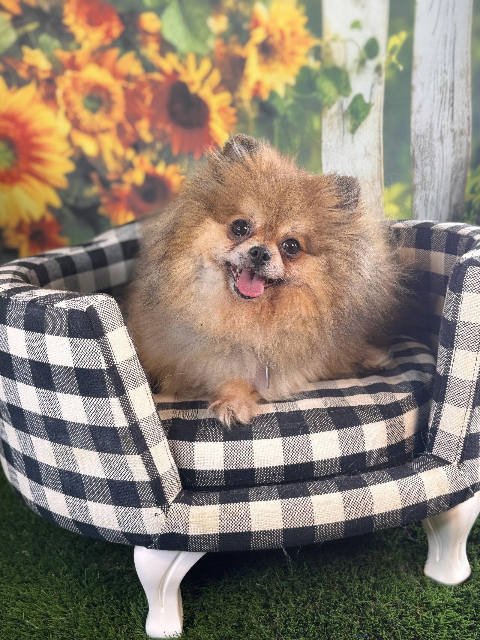 Penny, Adoptable, Adult Female Pomeranian.