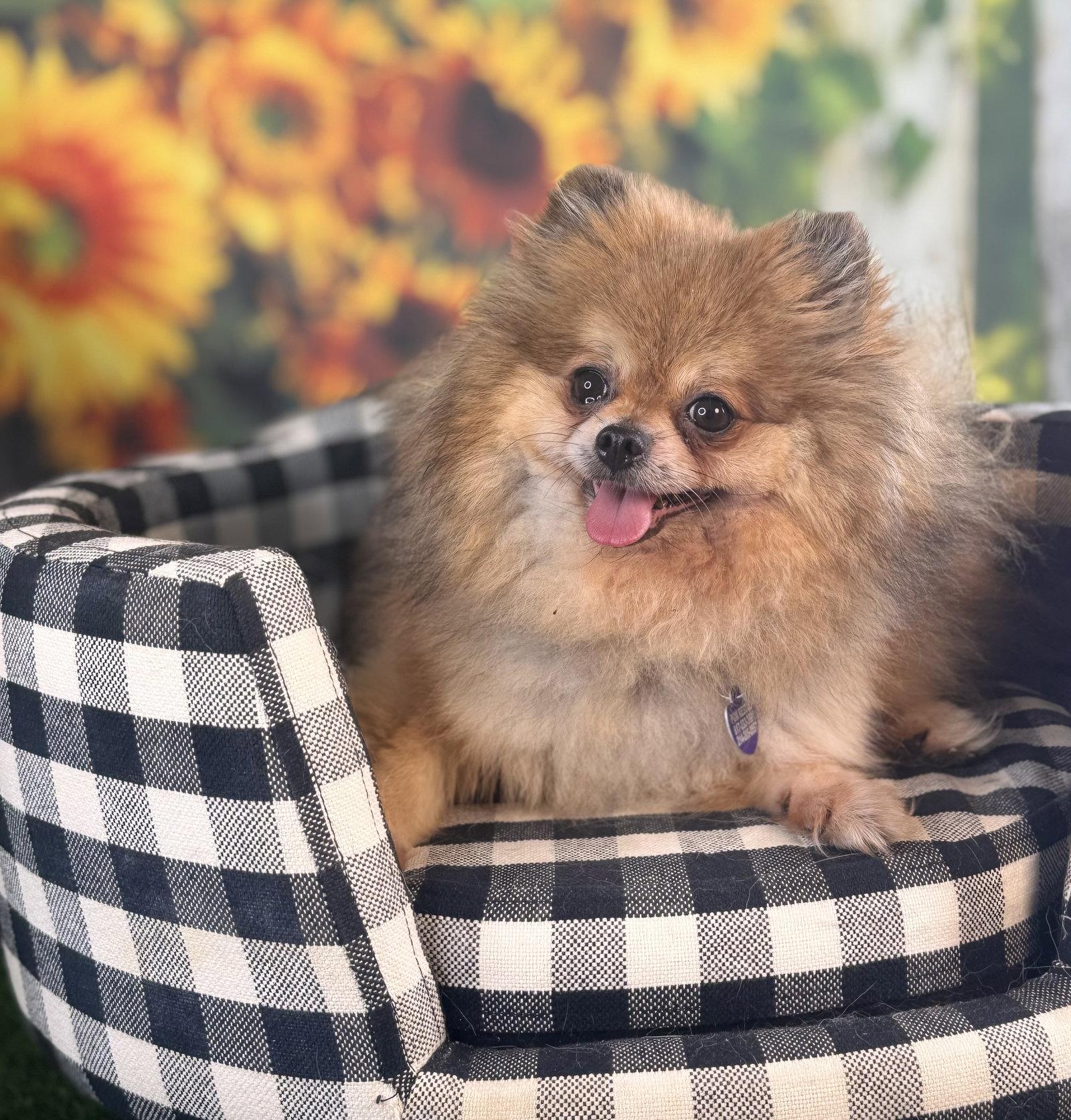 Penny, a Adoptable Pomeranian in Garland, TX image 2/3