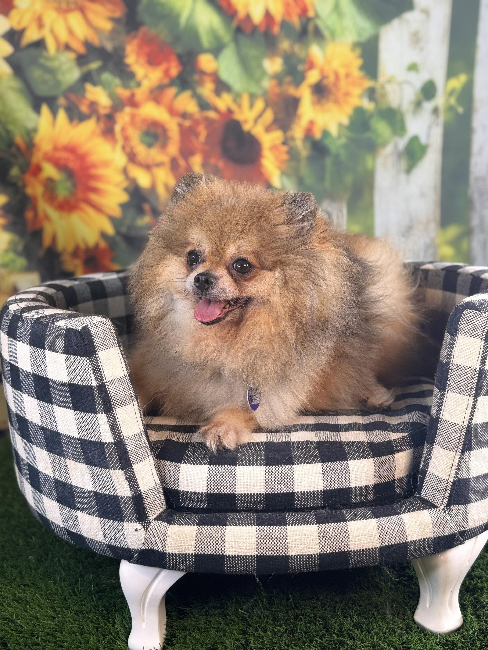 Penny, a Adoptable Pomeranian in Garland, TX image 3/3