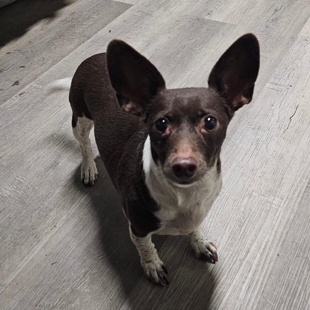 Enlarge Nicco, a Adoptable Chihuahua in mount vernon, AR image 1/1