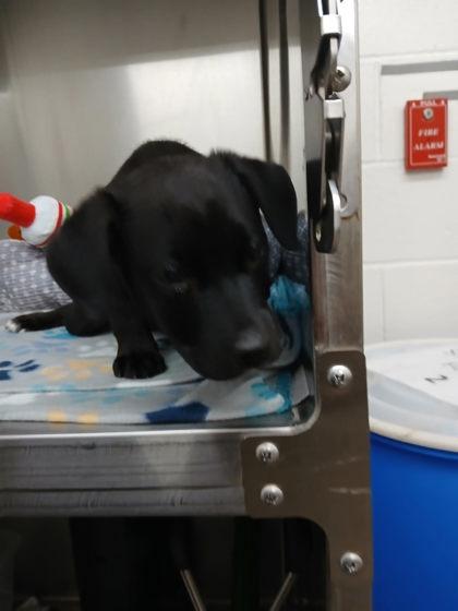 Lainey, Adoptable, Puppy Female Labrador Retriever & Mixed Breed.