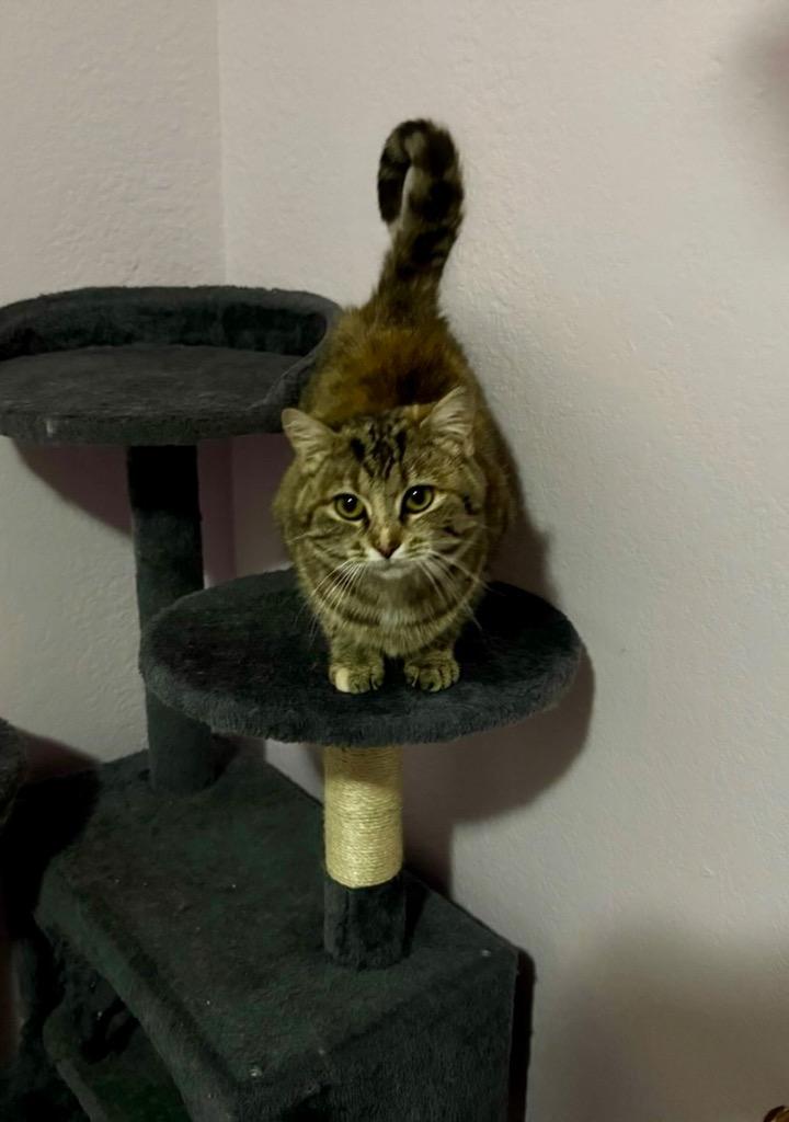 Dolce, Adoptable, Kitten Female Domestic Short Hair.