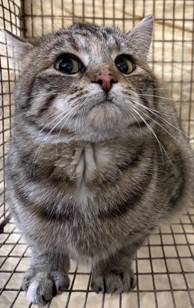 Enlarge Dolce, a Adoptable mixed breed in Gillette, WY image 2/4