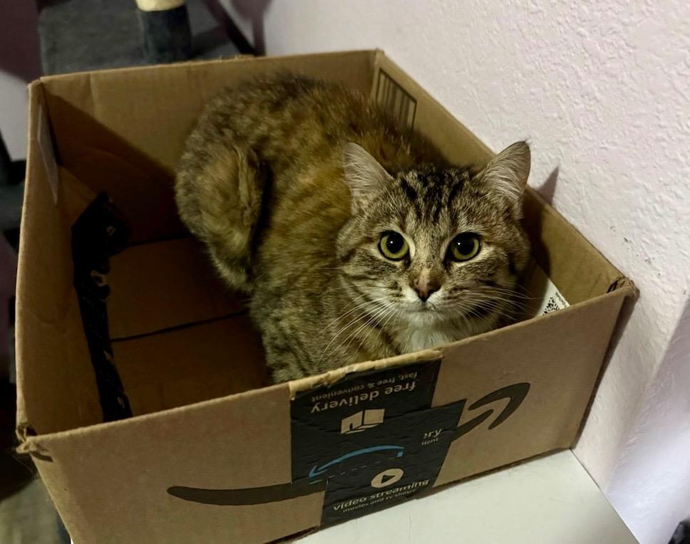 Enlarge Dolce, a Adoptable mixed breed in Gillette, WY image 3/4