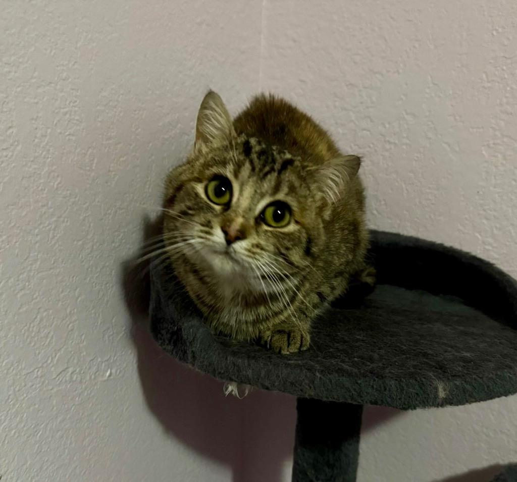 Enlarge Dolce, a Adoptable mixed breed in Gillette, WY image 4/4