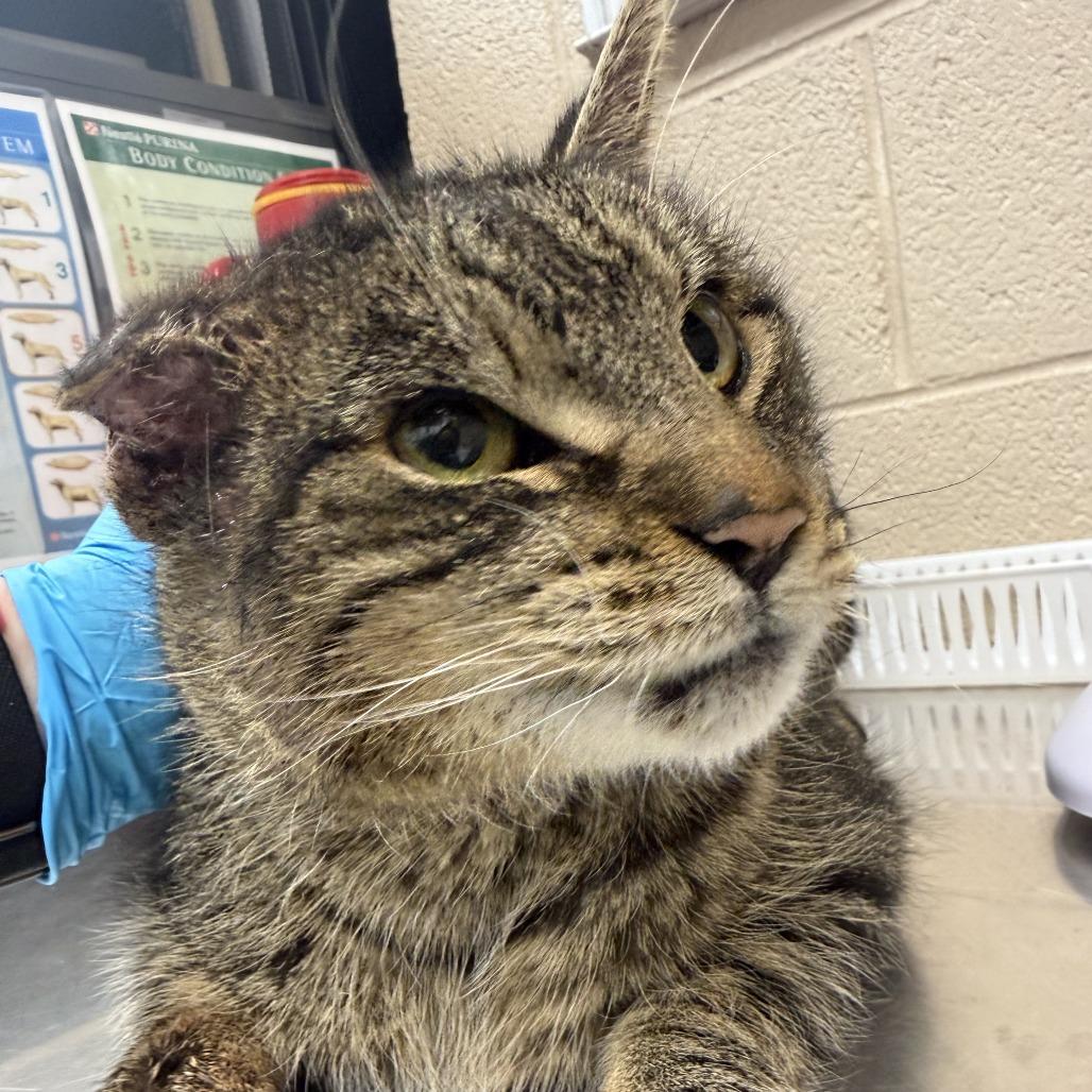 Enlarge Tigger, a Adoptable Domestic Short Hair in Troy, VA image 1/1