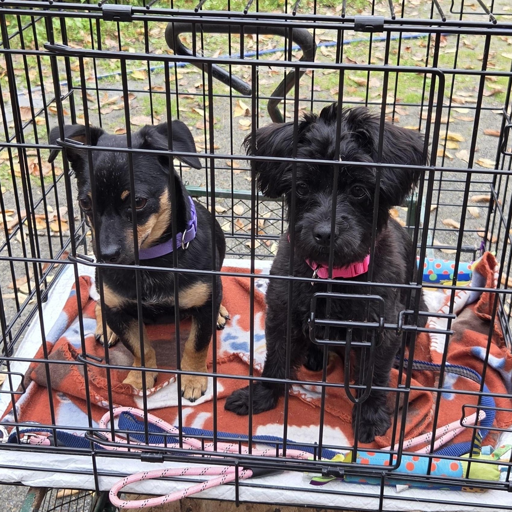 Enlarge Becks&Keeley CROSS POST bonded pair, a Adoptable mixed breed in North New Portland, ME image 3/3