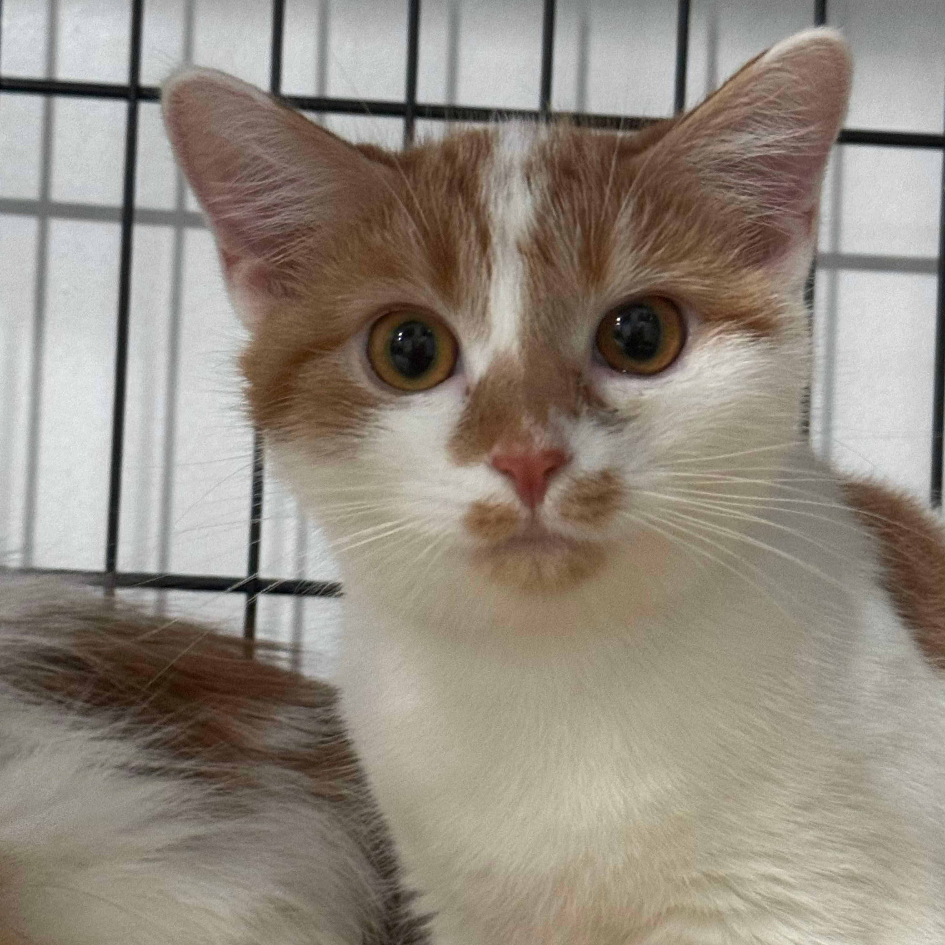 Enlarge Maple, a Adoptable Domestic Short Hair in North Huntingdon, PA image 6/6