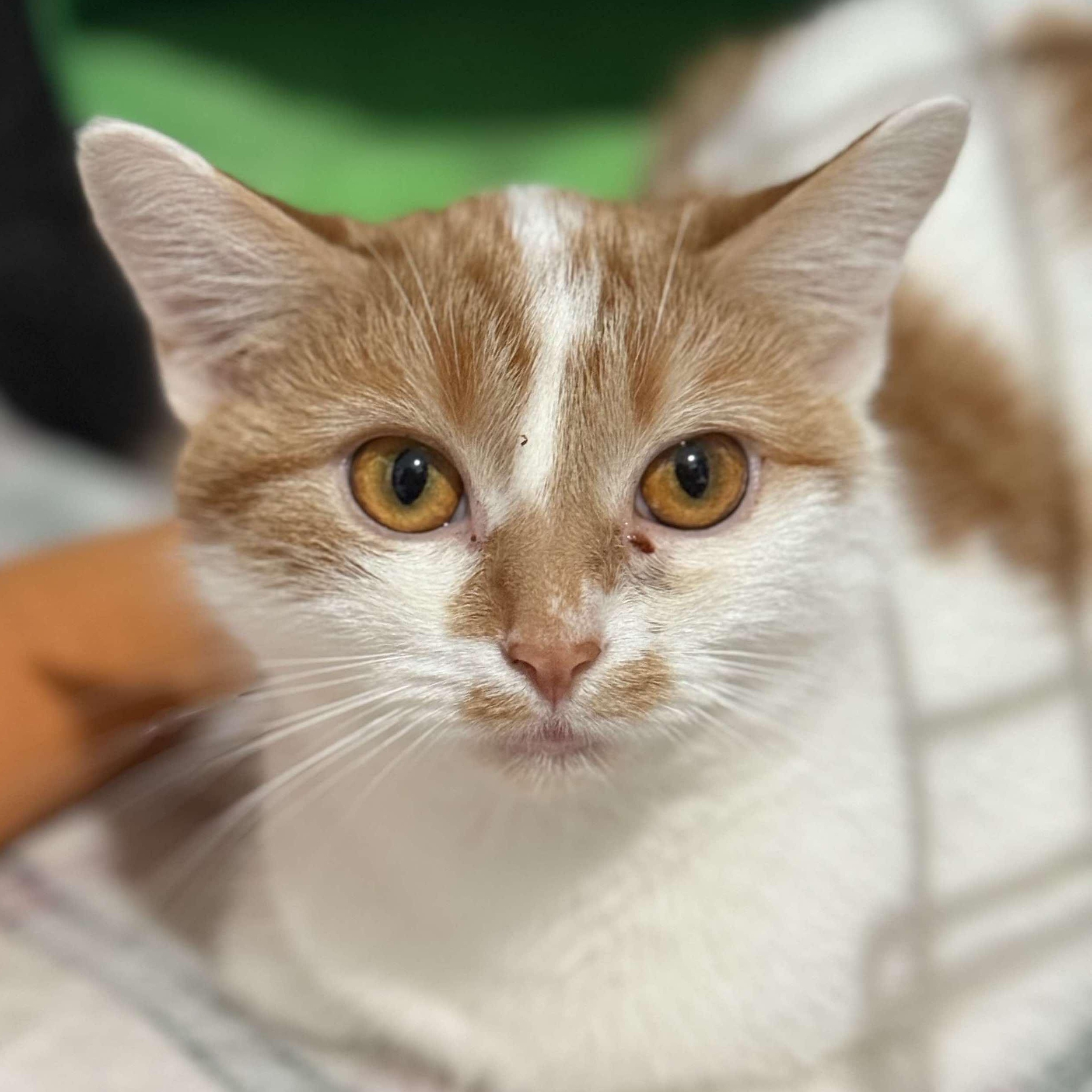 Enlarge Maple, a Adoptable Domestic Short Hair in North Huntingdon, PA image 1/6