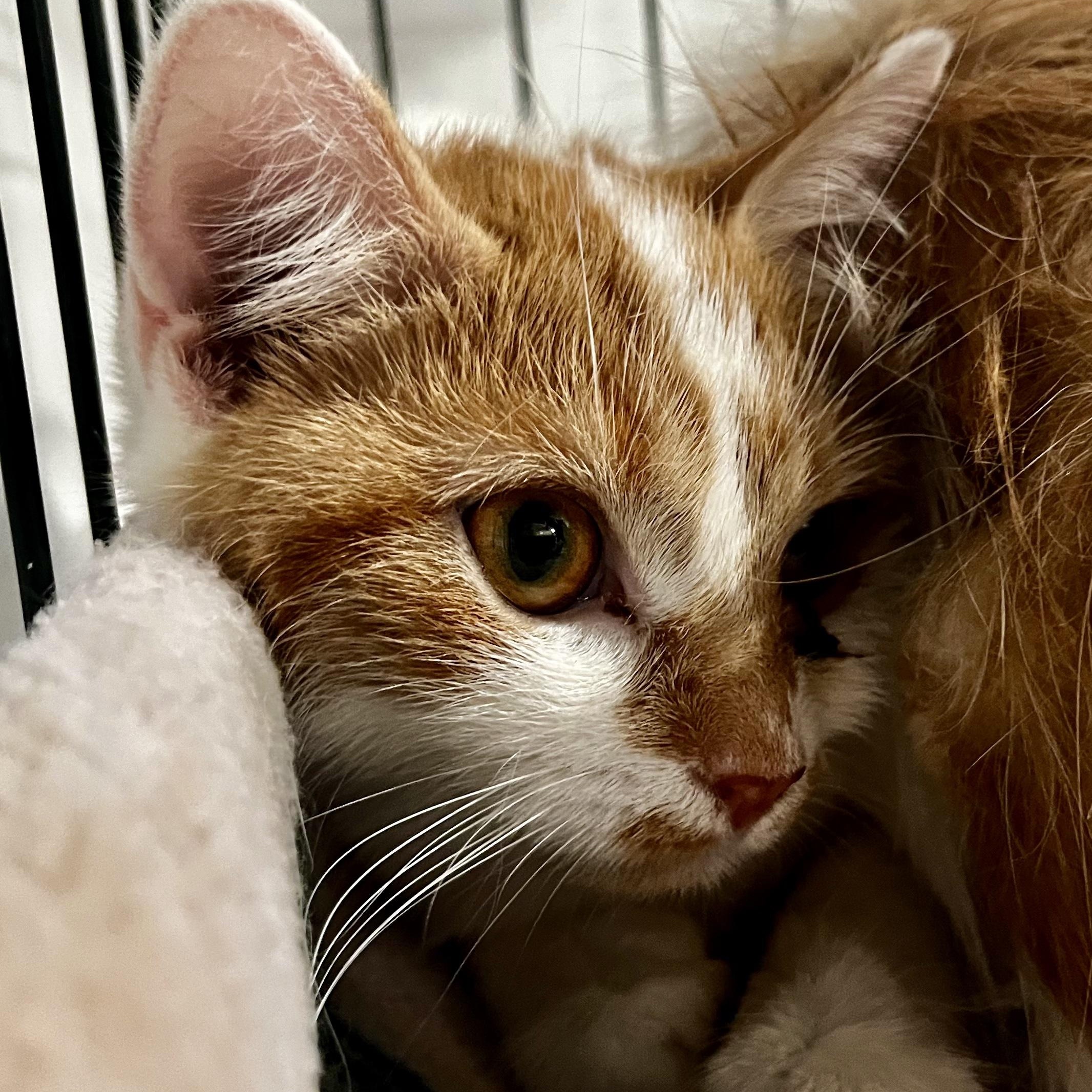 Enlarge Maple, a Adoptable Domestic Short Hair in North Huntingdon, PA image 4/6