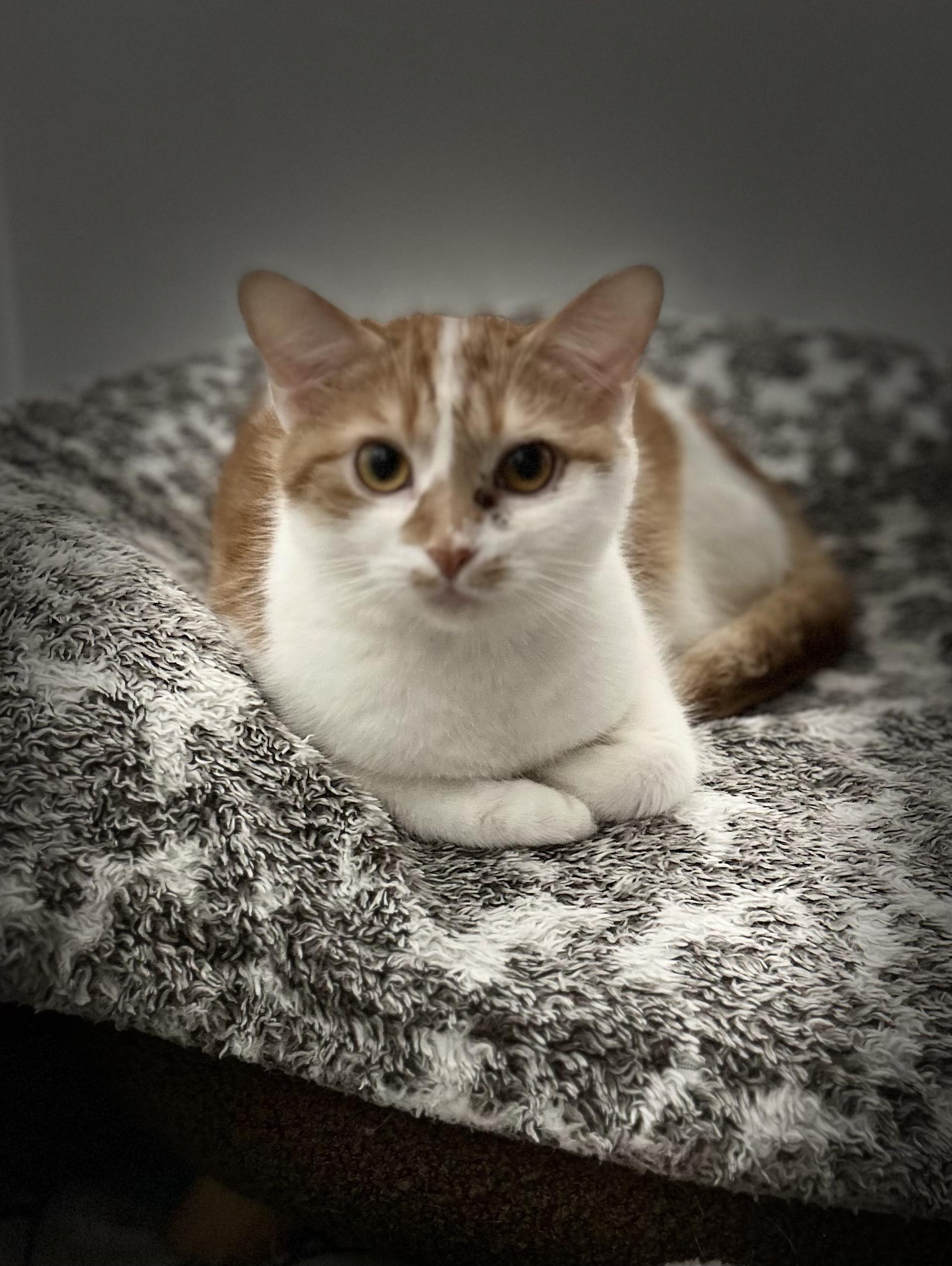 Enlarge Maple, a Adoptable Domestic Short Hair in North Huntingdon, PA image 2/6