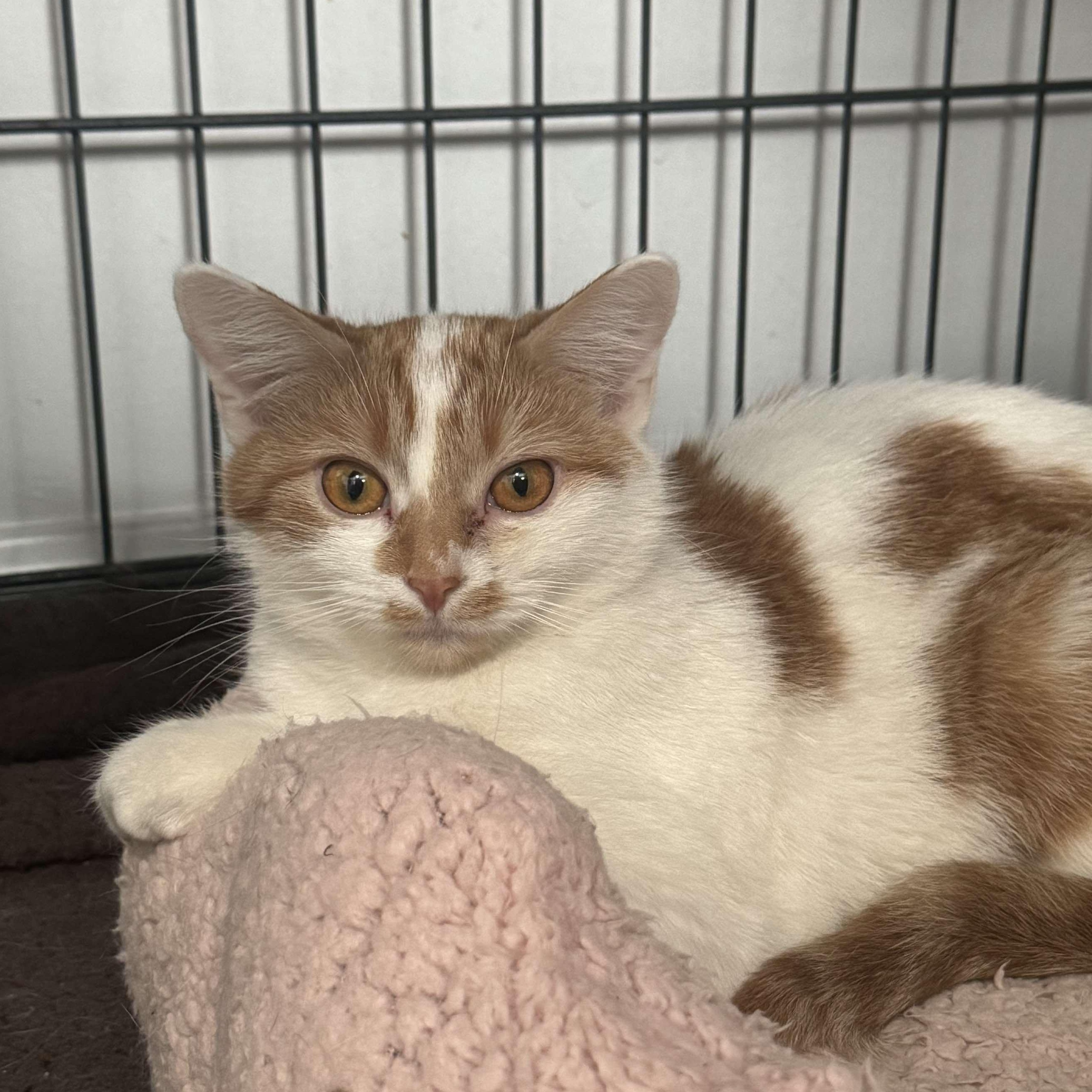 Enlarge Maple, a Adoptable Domestic Short Hair in North Huntingdon, PA image 5/6