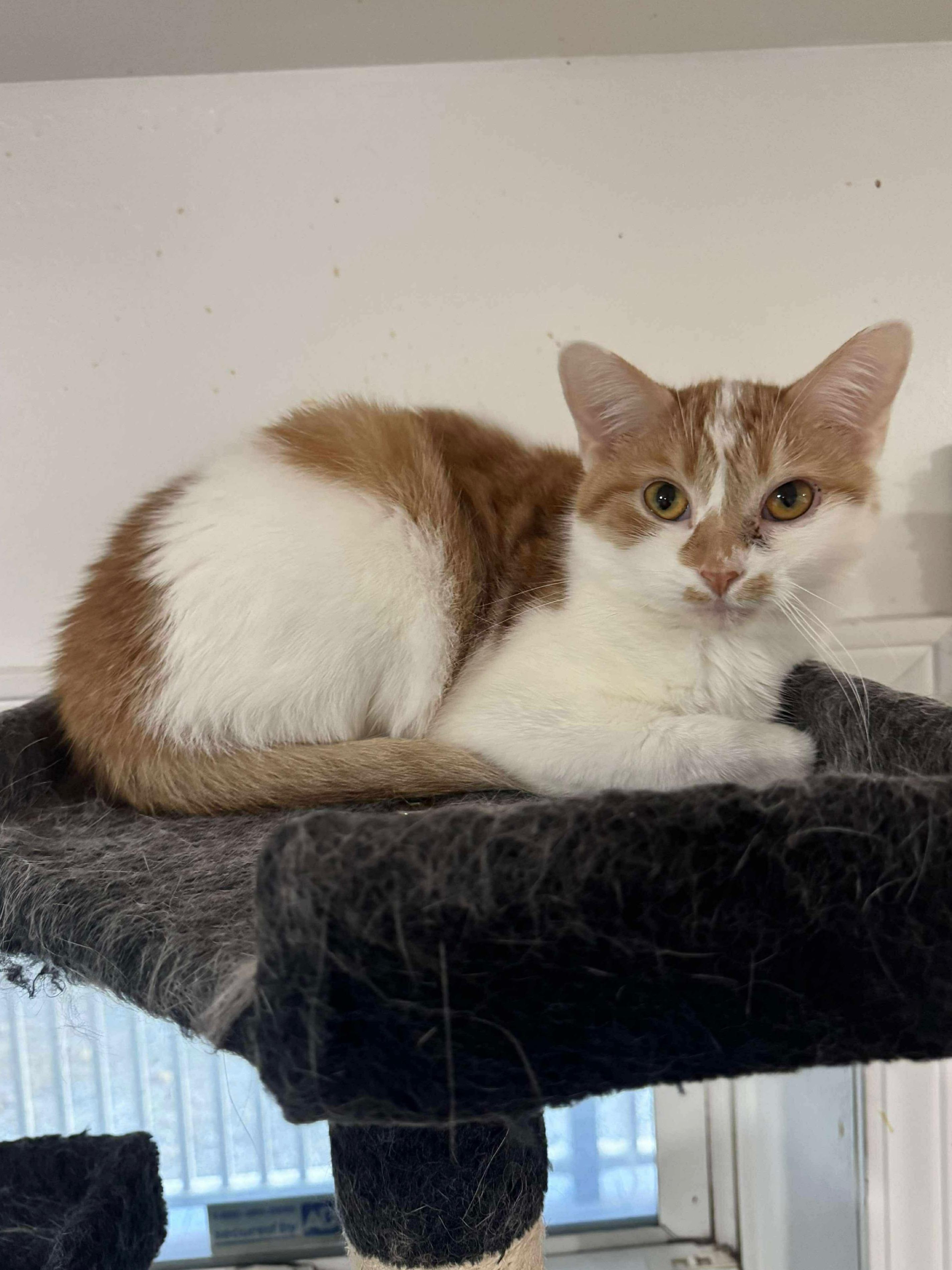 Enlarge Maple, a Adoptable Domestic Short Hair in North Huntingdon, PA image 3/6