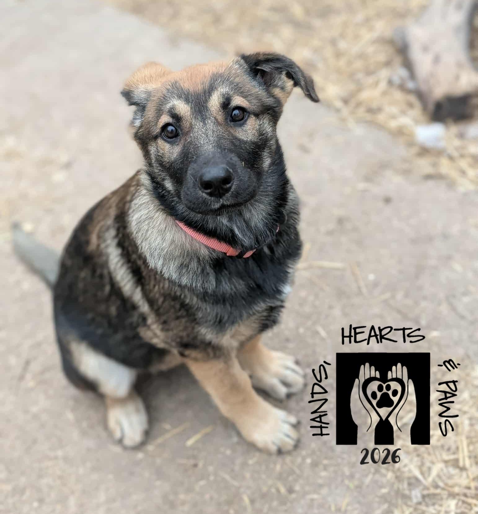 Enlarge Xandra, a Adoptable German Shepherd Dog in Omaha, NE image 4/4