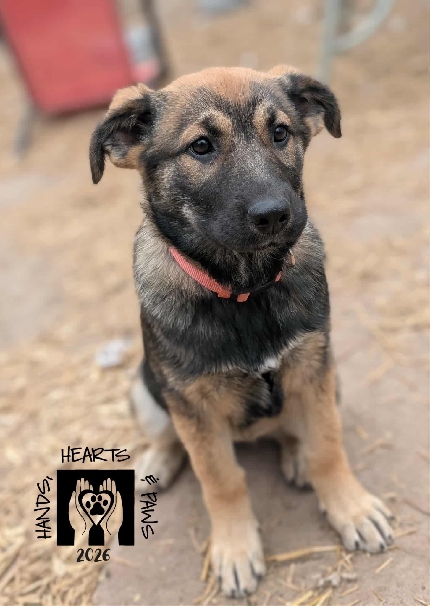 Xandra, Adoptable, Puppy Female German Shepherd Dog.