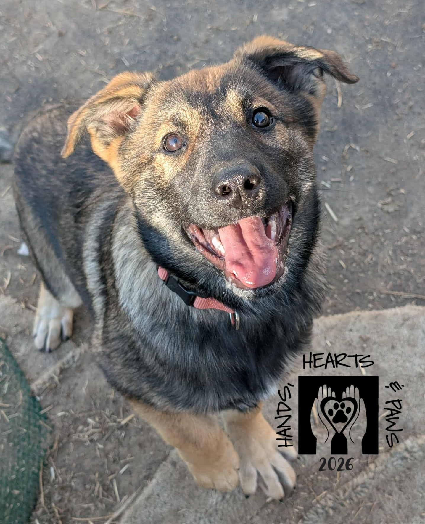 Enlarge Xandra, a Adoptable German Shepherd Dog in Omaha, NE image 2/4