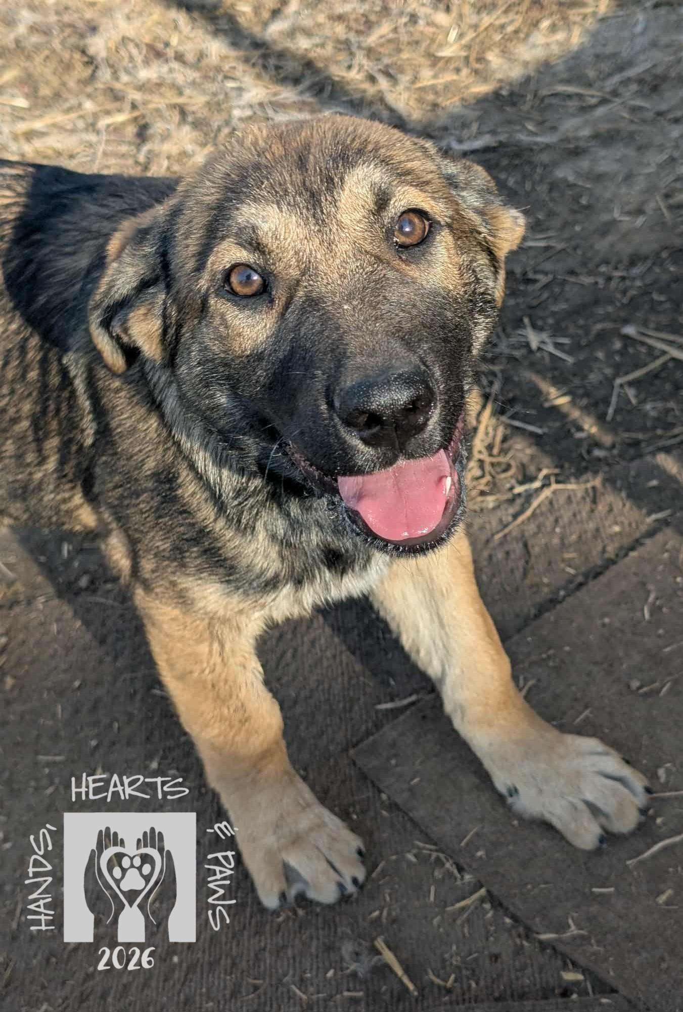 Enlarge Xandra, a Adoptable German Shepherd Dog in Omaha, NE image 3/4