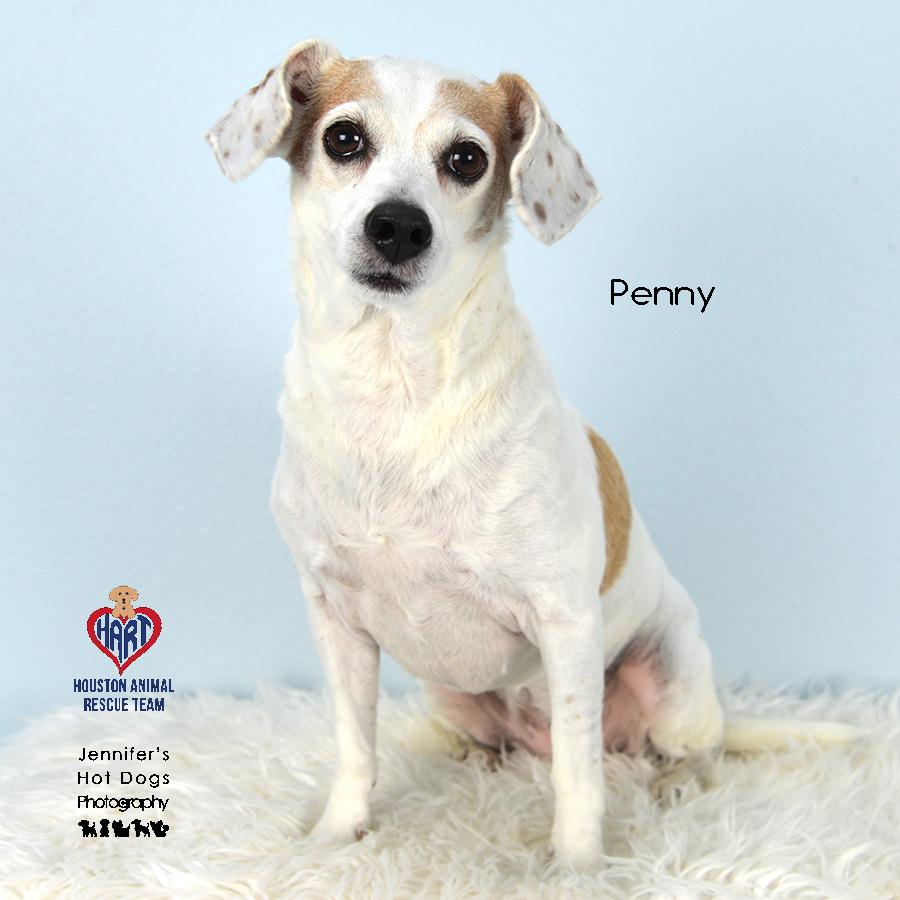 Penny, Senior Female Dachshund