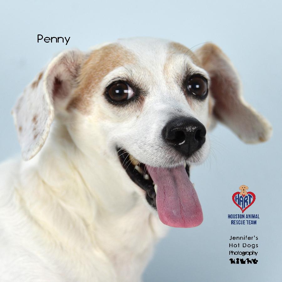 Penny photo 4