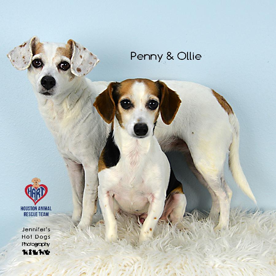 Penny photo 3