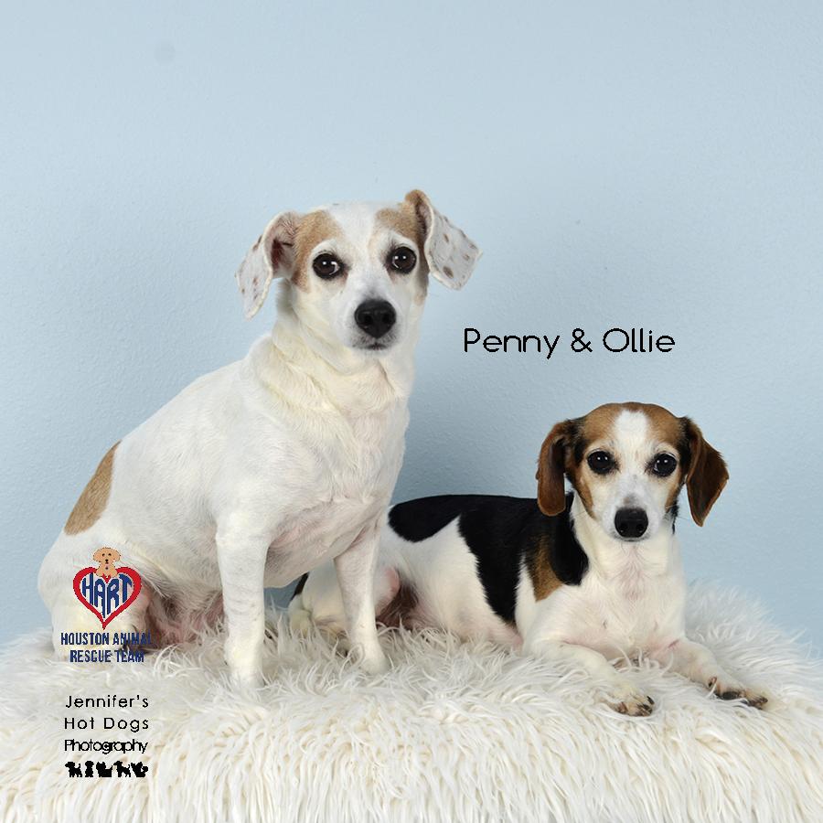 Penny photo 2
