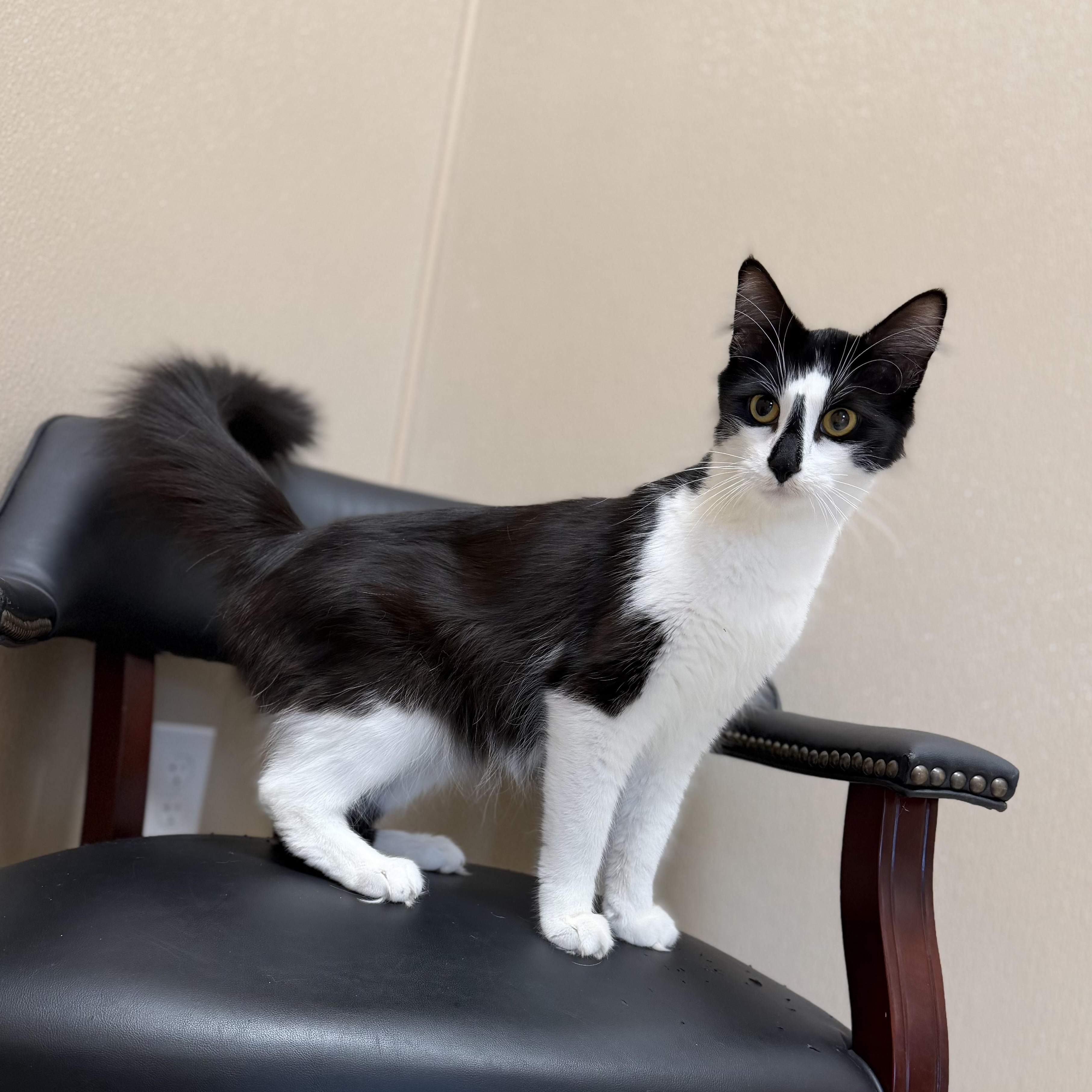 Penelope (Penny), ADOPTABLE, Young Female Domestic Long Hair.