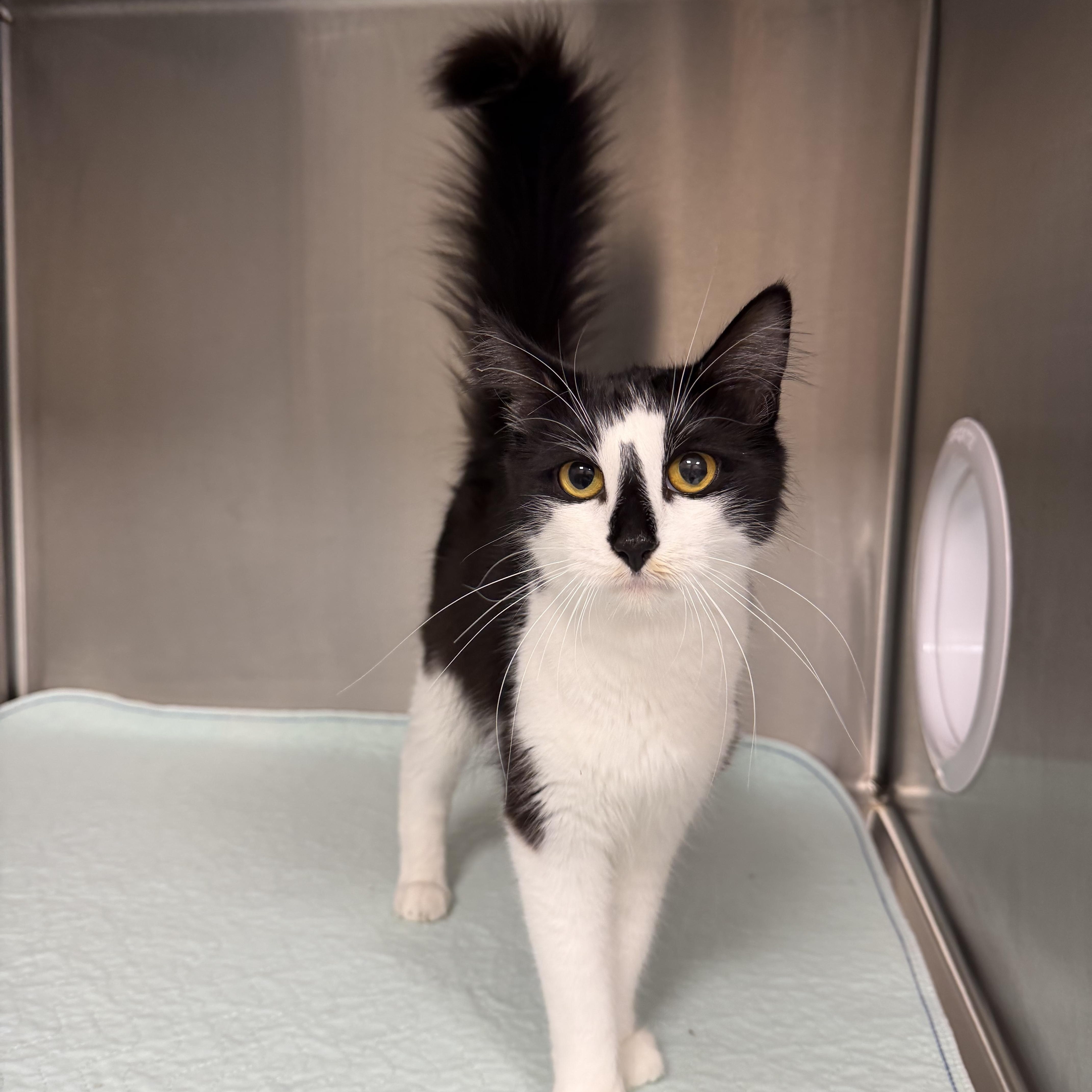 Penelope (Penny), a ADOPTABLE Domestic Long Hair in North Providence, RI image 3/3