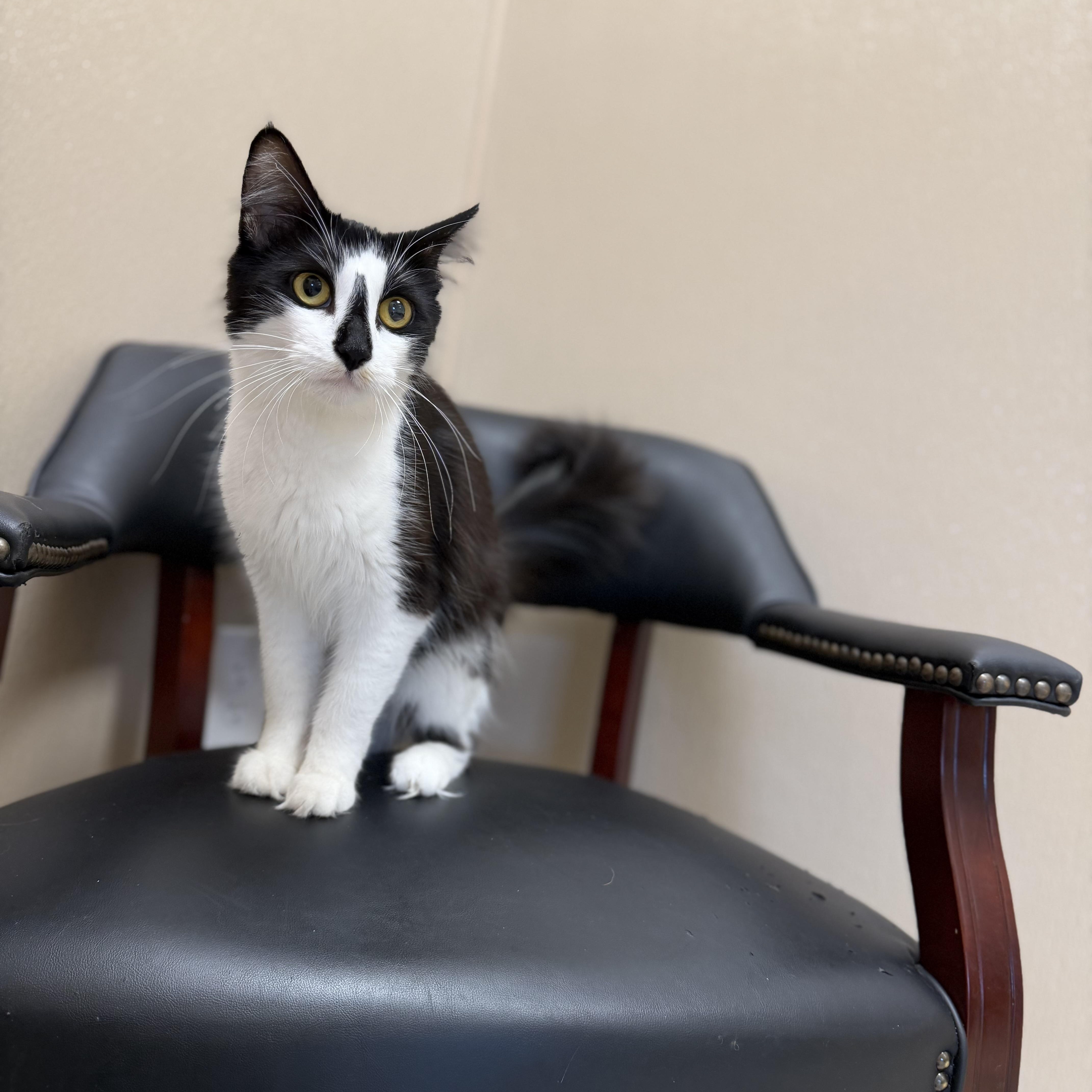 Penelope (Penny), a ADOPTABLE Domestic Long Hair in North Providence, RI image 2/3