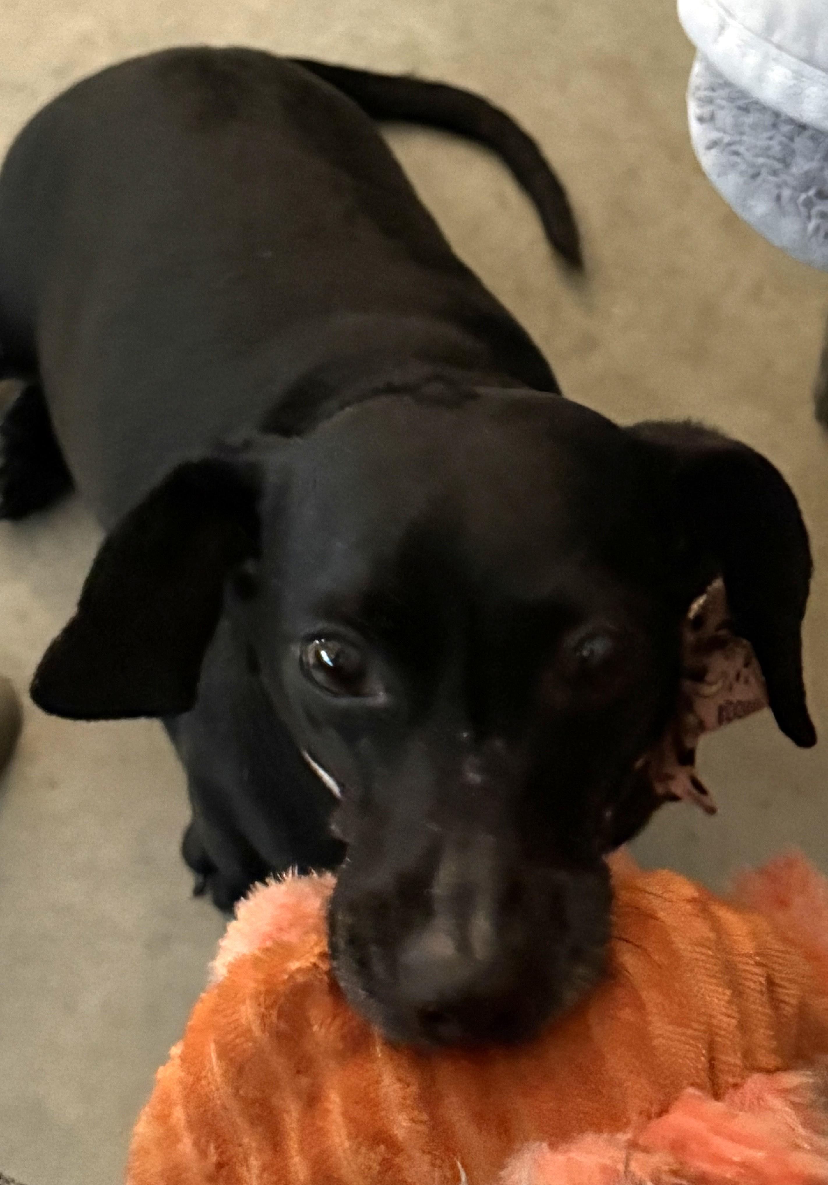 MOLLIE MAE, Adoptable, Adult Female Dachshund.