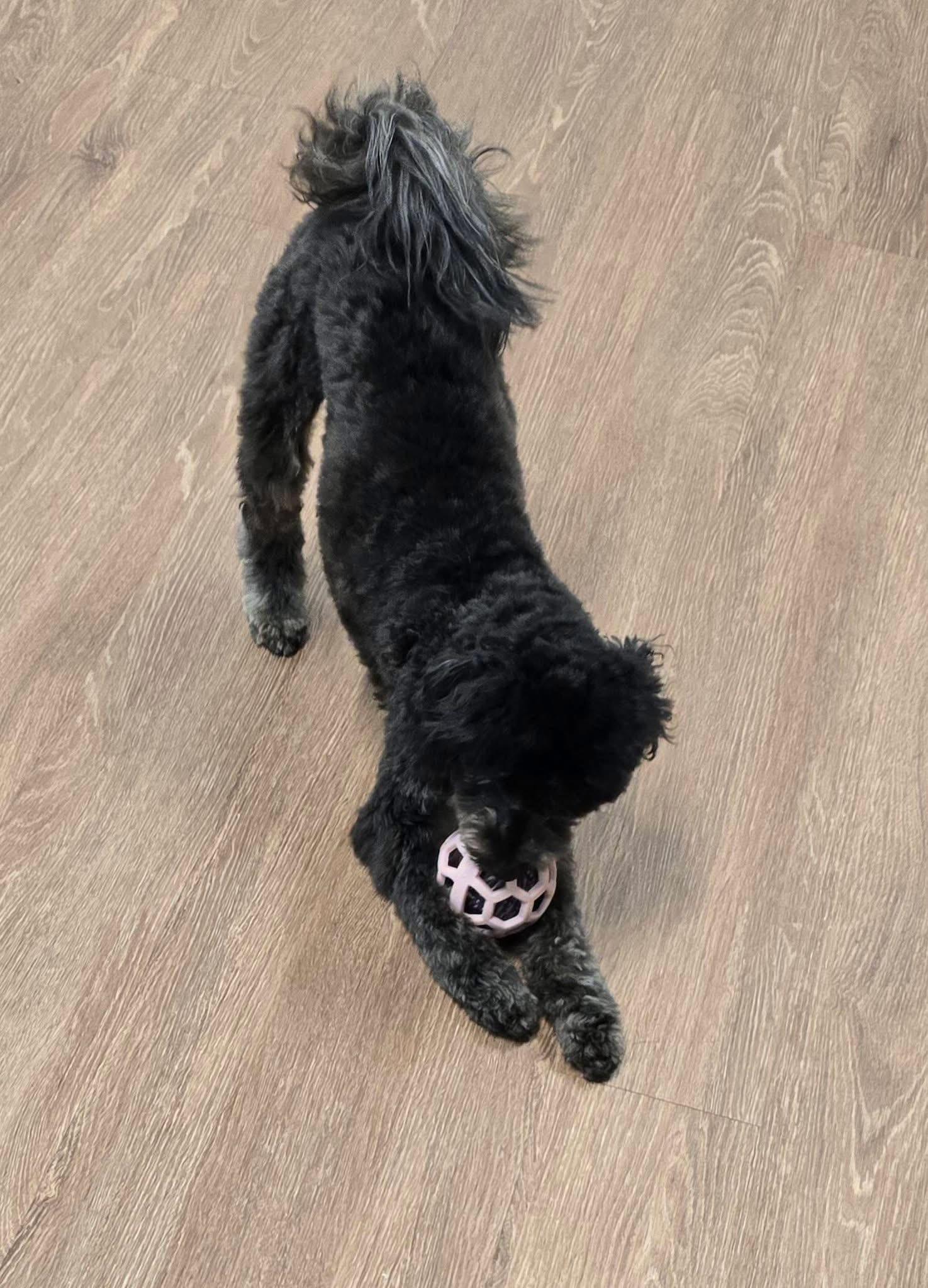 Johnson, an adopted mixed breed in Mingus, TX image 2/4