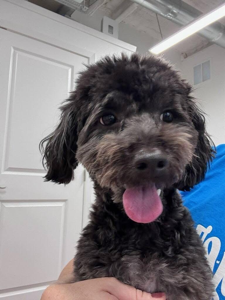Johnson, adopted, Adult Male Poodle & Mixed Breed.