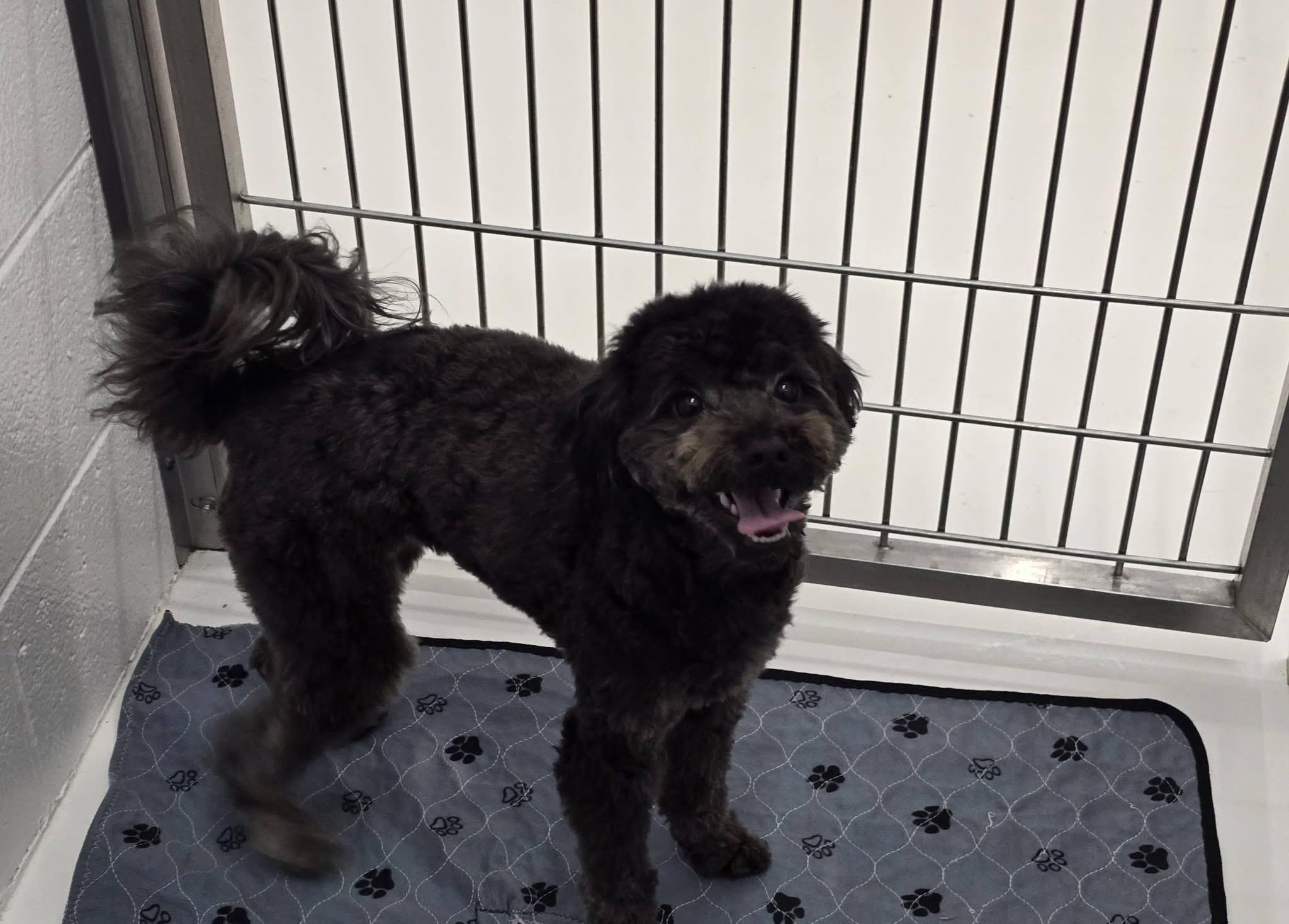 Johnson, an adopted mixed breed in Mingus, TX image 3/4