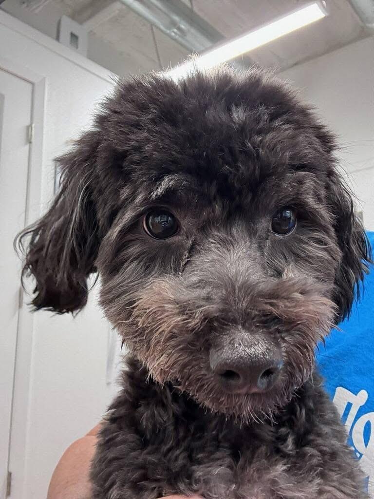 Johnson, an adopted mixed breed in Mingus, TX image 4/4