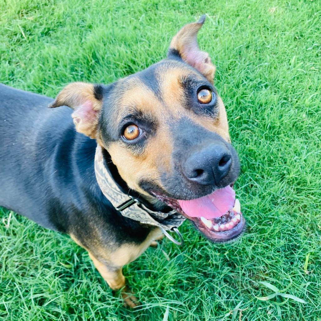 Lucy, Adoptable, Adult Female Black Mouth Cur & Mixed Breed.