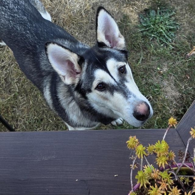 Enlarge Goin Back to CALLIE, an adoptable mixed breed in La Center, WA image 1/5