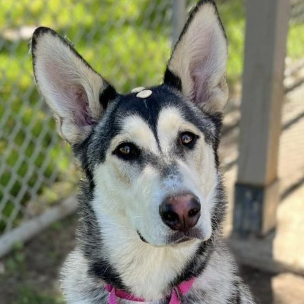 Enlarge Goin Back to CALLIE, an adoptable mixed breed in La Center, WA image 3/5