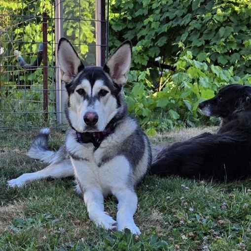 Goin Back to CALLIE, adoptable, Adult Female Husky.